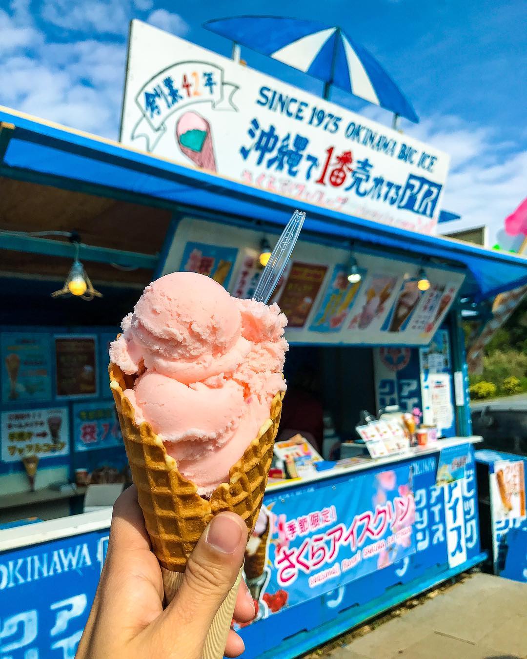 【沖繩一天行程】冬日限定!賞鯨魚/櫻花祭/泡溫泉/無敵海景吊床Cafe/懷舊居酒屋 - 本部八重岳櫻花祭