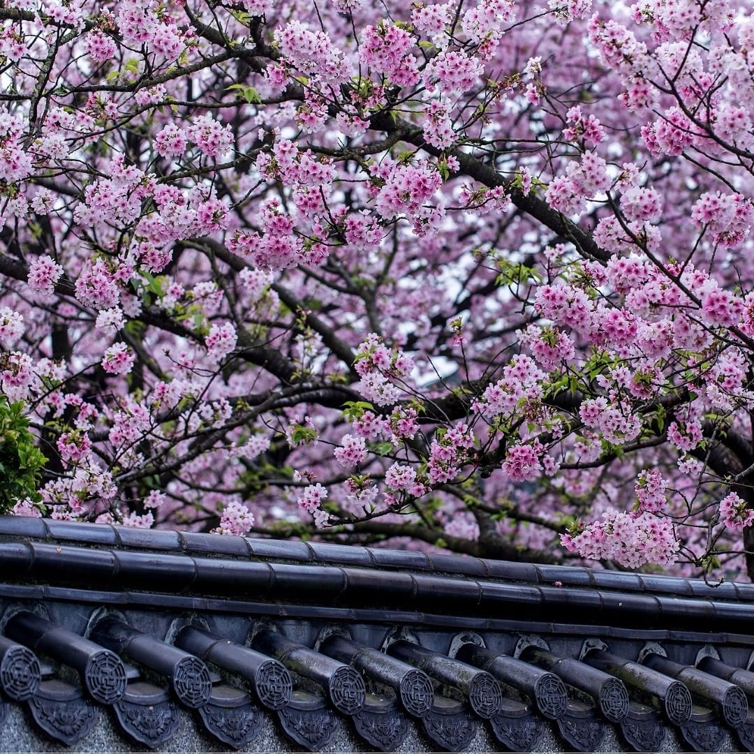 櫻花2019