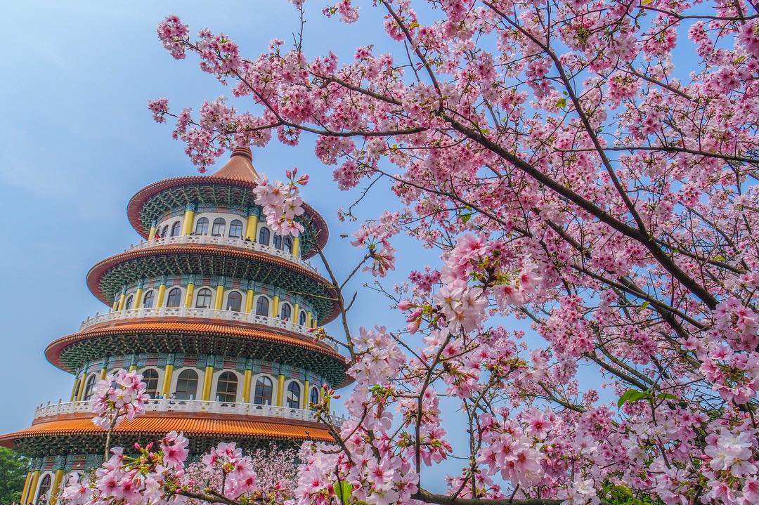 櫻花2019