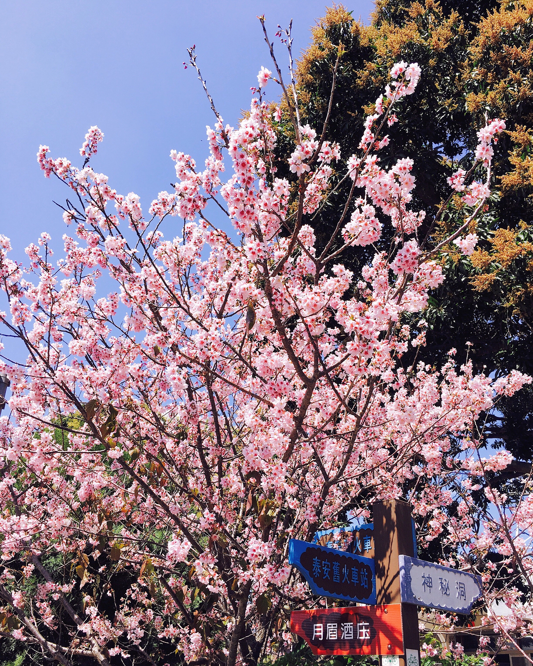 台中櫻花