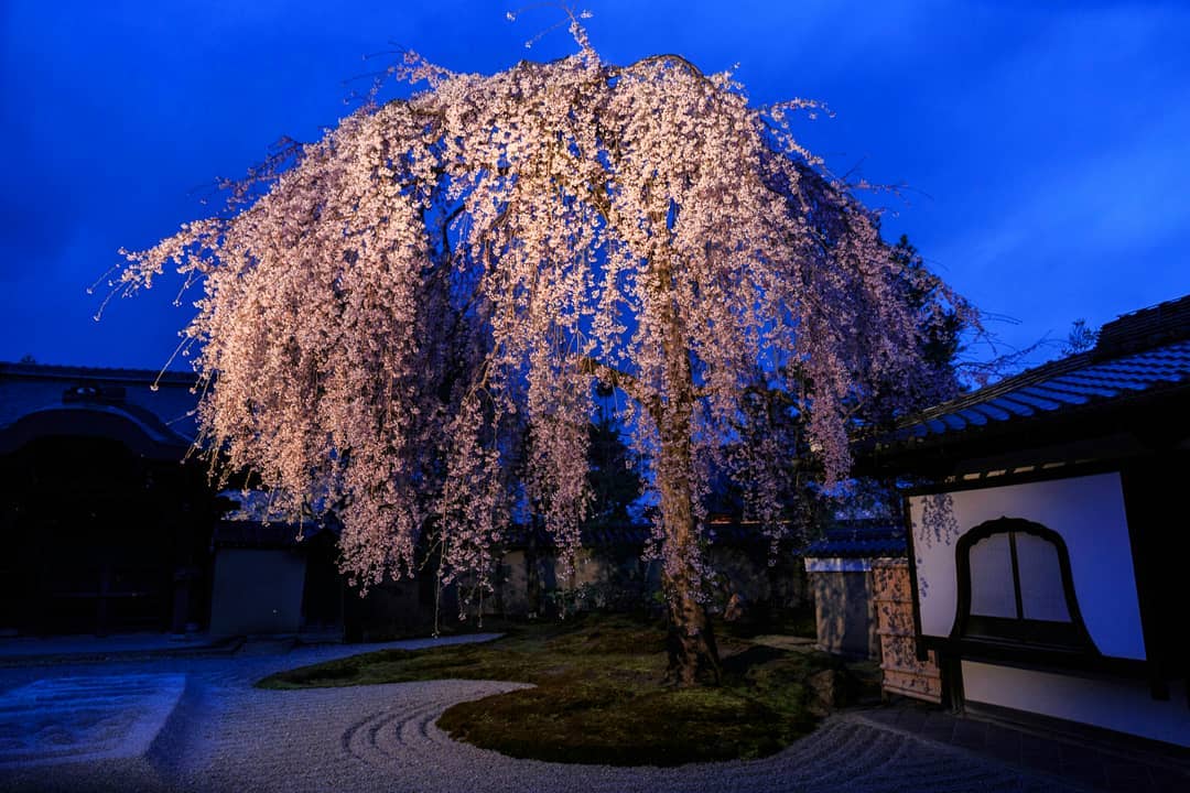 2018賞櫻攻略!京都夜櫻情報大公開!高台寺
