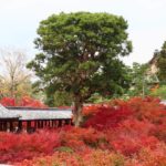 臥雲橋 通天橋 東福寺站 東福寺 紅葉 東福寺紅葉 京都紅葉2019 京都楓葉2019 京都紅葉景點2019 京都紅葉 景點2019 京都賞楓2019 京都賞楓 景點2019 京都賞楓景點2019 京都夜楓2019 京都夜楓景點2019 京都紅葉 京都楓葉 京都紅葉景點 京都紅葉 景點 京都賞楓 京都賞楓 景點 京都賞楓景點 京都夜楓 京都夜楓景點