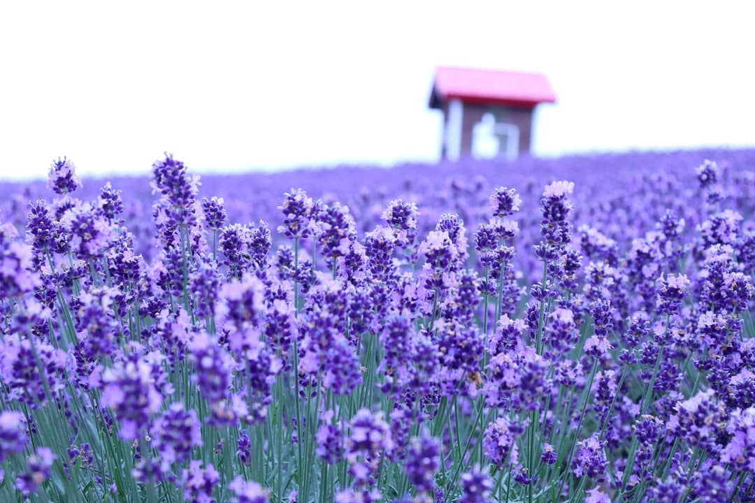 日本薰衣草 開花