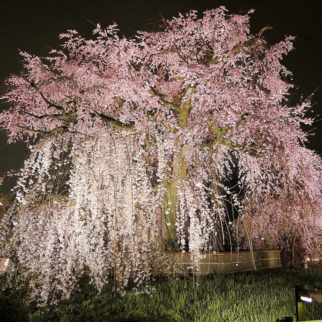 2018賞櫻攻略！京都夜櫻情報大公開！圓山公園