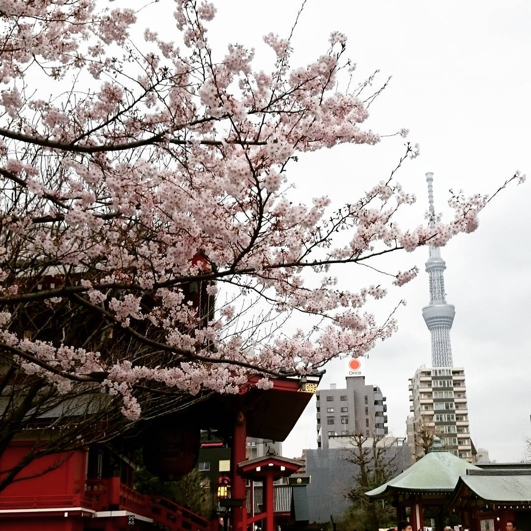 穿和服看櫻花！漫步淺草一日遊 淺草寺