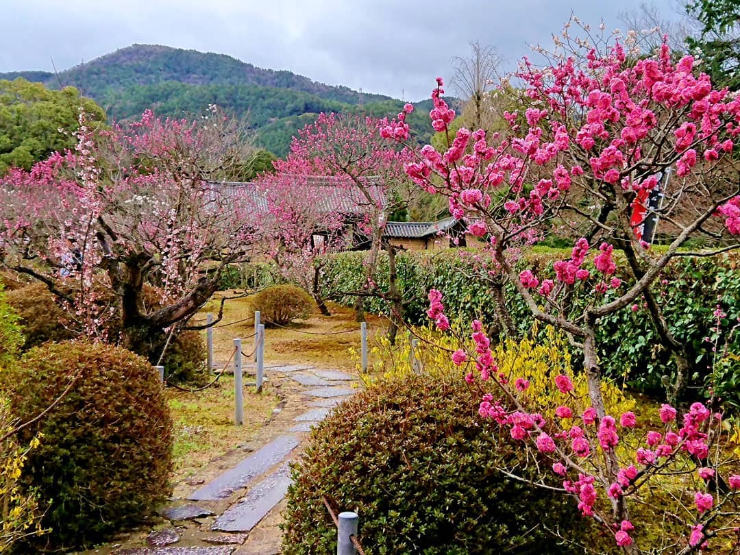 2019 京都10大賞梅名所 隨心院 小野梅園