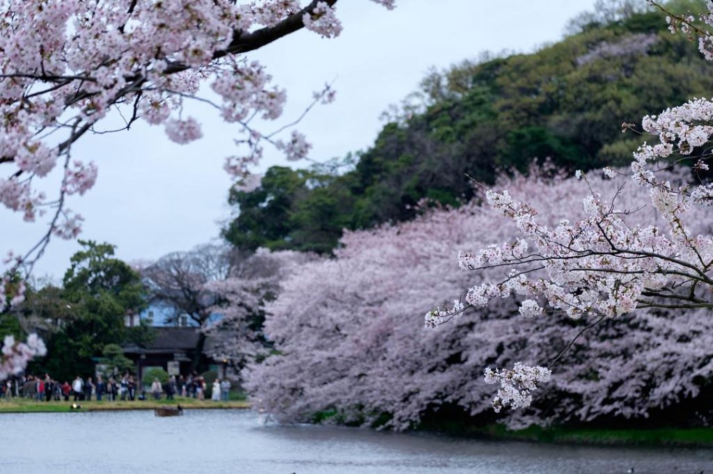 橫濱親子景點 橫濱親子遊 橫濱一日遊 橫濱行程 橫濱必去 橫濱景點 三溪園 櫻花