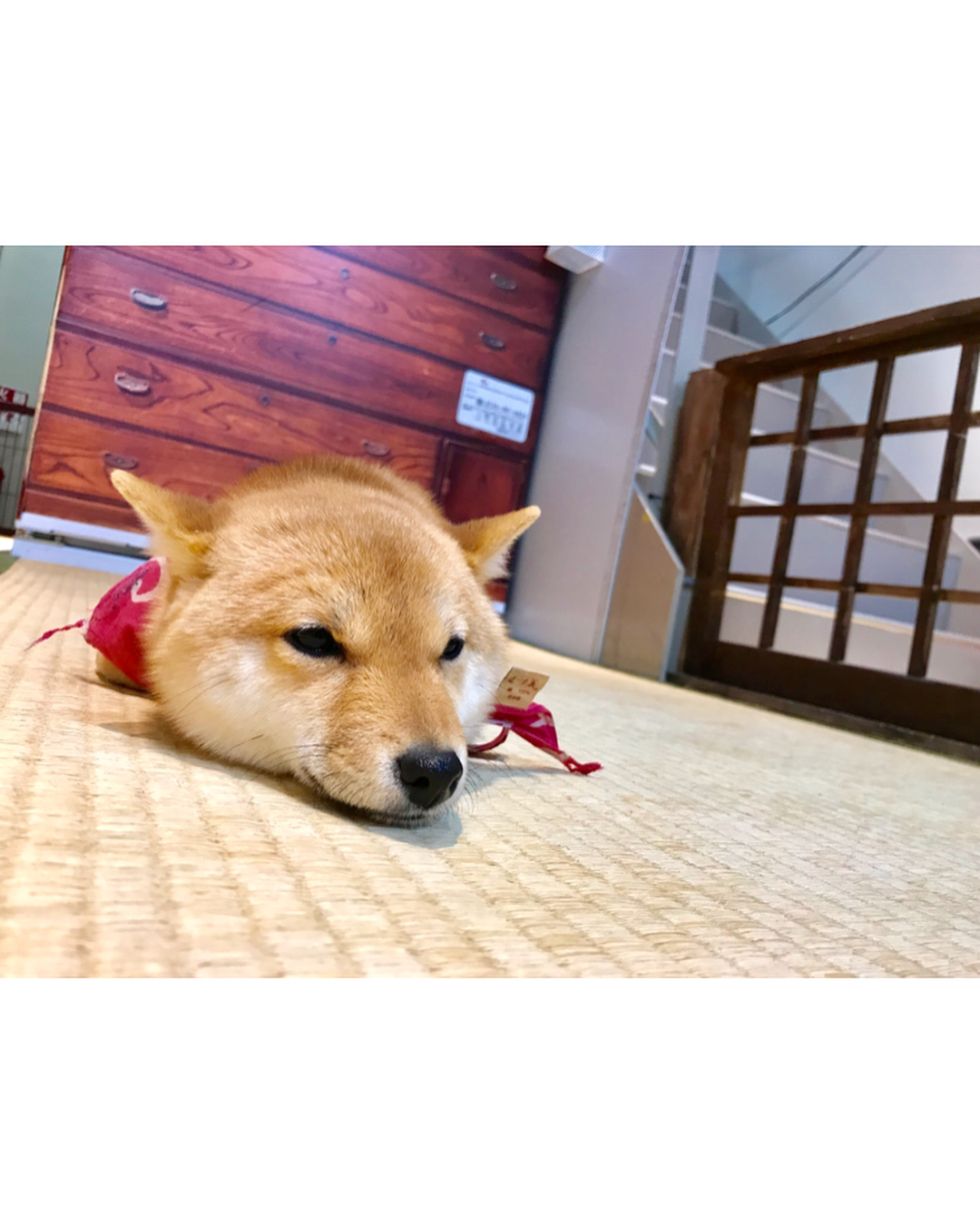 日本 寵物CAFE 寵物咖啡店