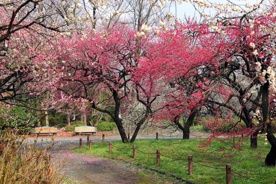 2019 京都10大賞梅名所 京都府立植物園