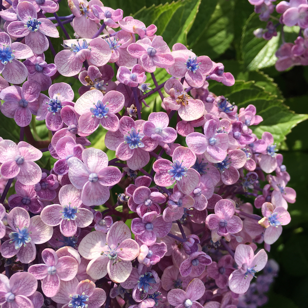 大阪紫陽花
