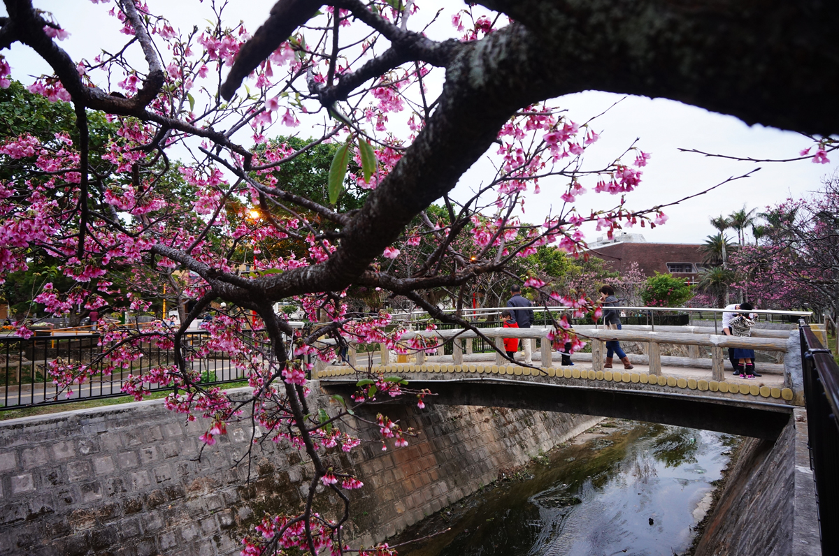 那霸櫻花祭(なはさくらまつり)|沖繩冬天 沖繩好去處 沖繩櫻花 沖繩景點 沖繩1月 沖繩2月 沖繩櫻花祭 八重岳櫻花祭 沖繩本部櫻花祭