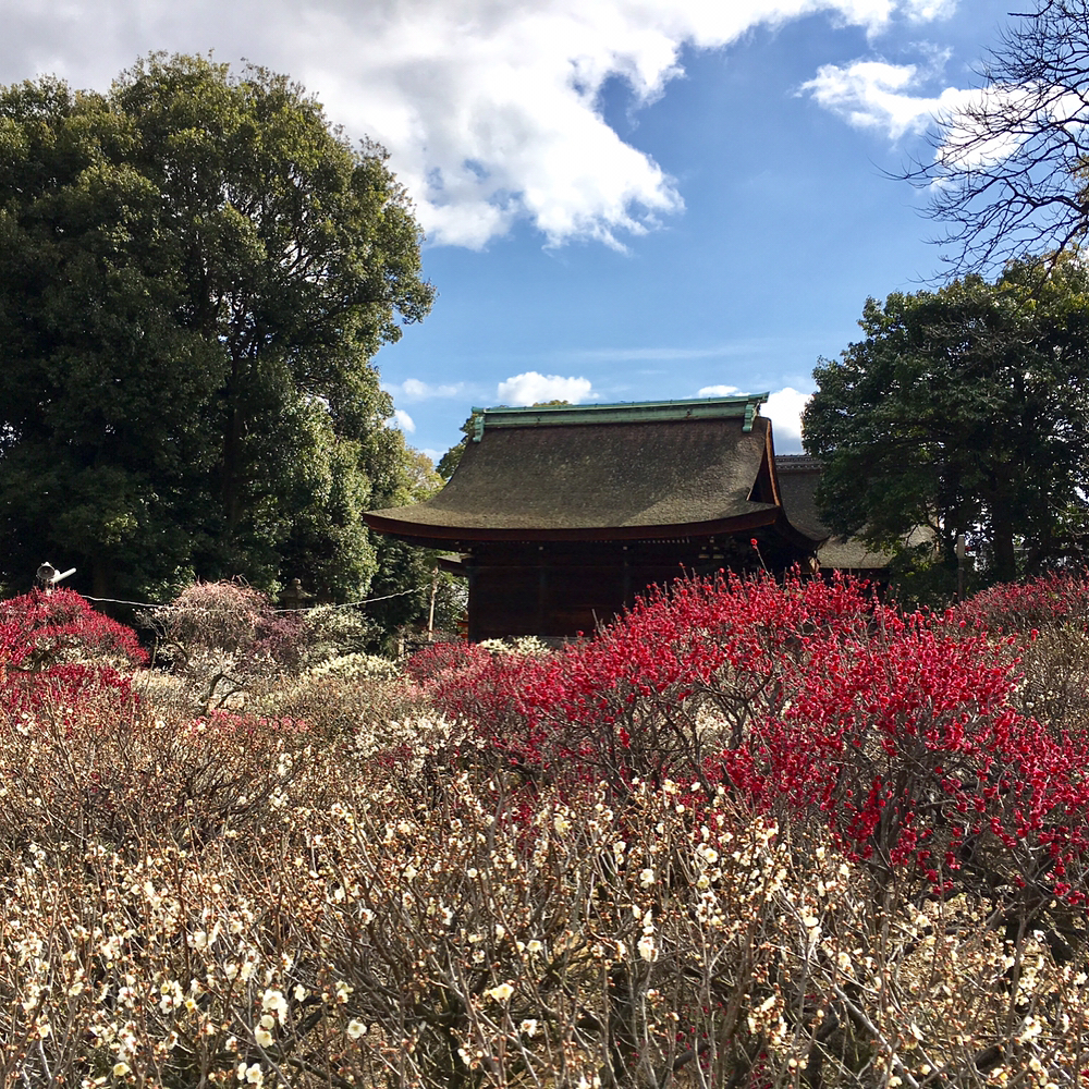 大阪梅花 大阪賞梅名所TOP 3!萬博紀念公園 1月 2月