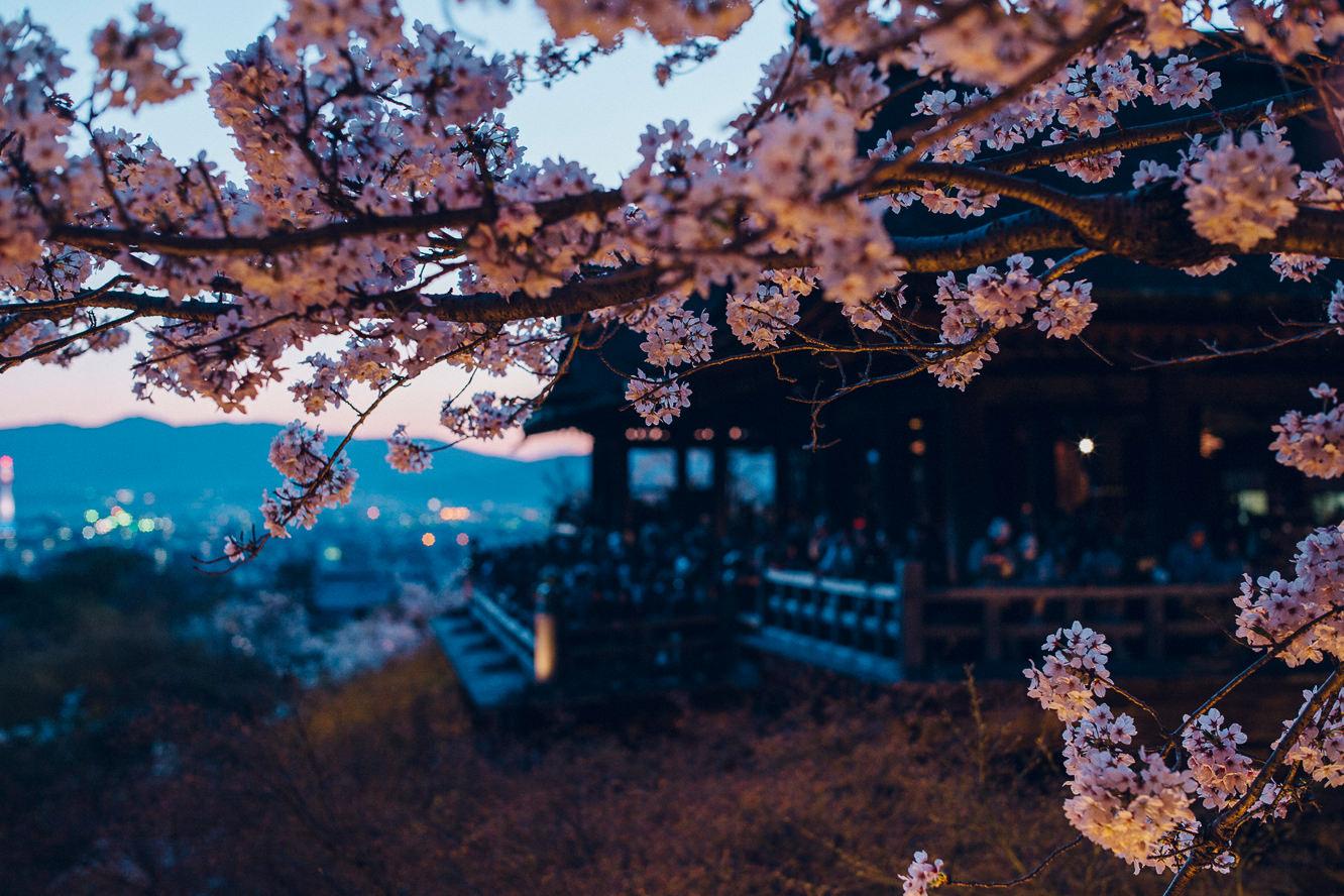 京都 櫻花 2019 清水寺