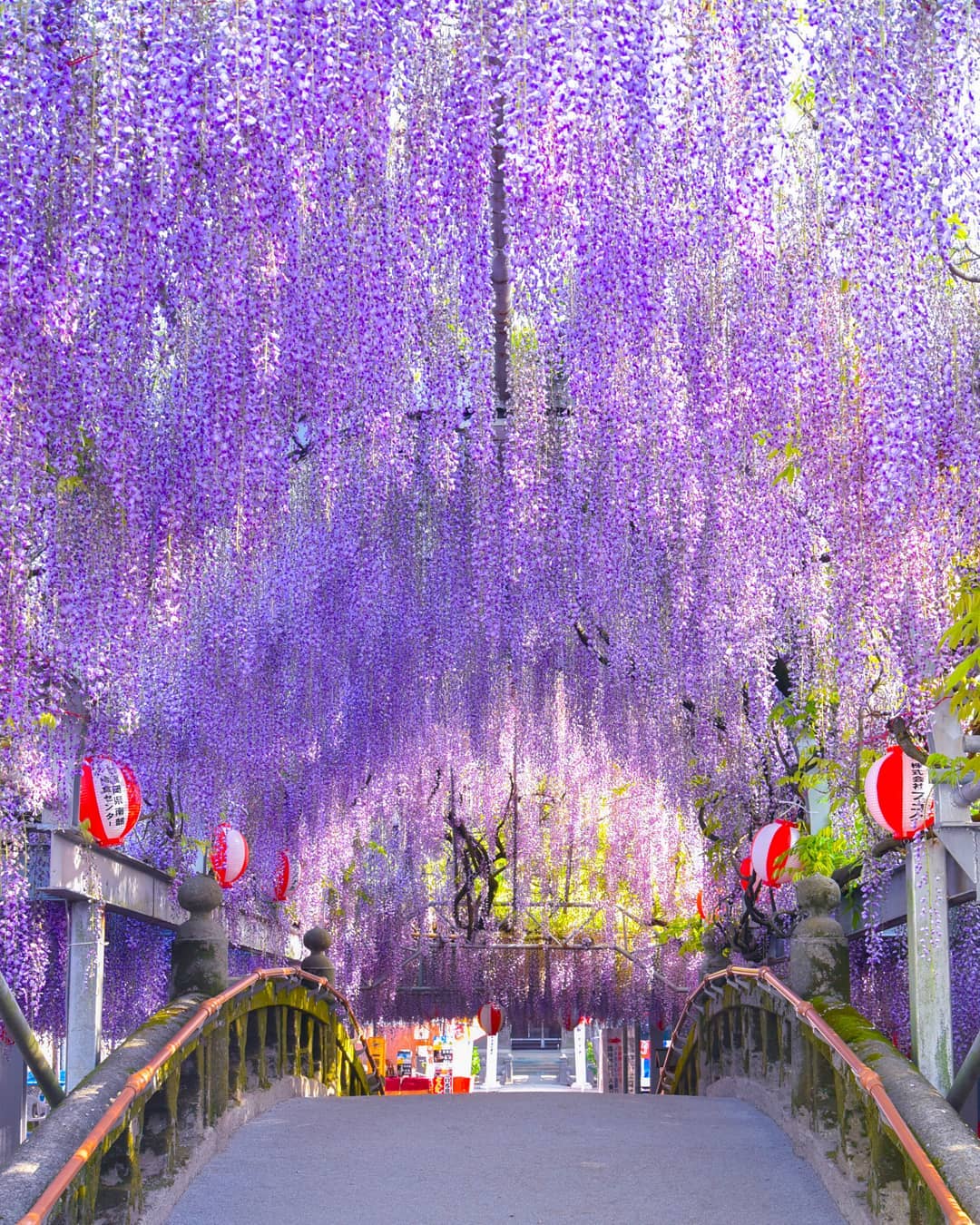 柳川中山大藤