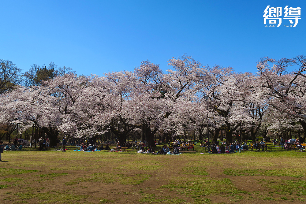 東京賞櫻名所：小金井公園