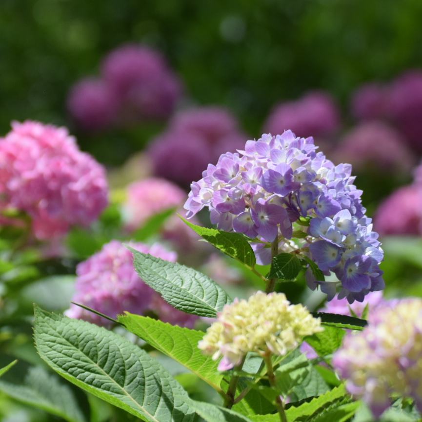 關西紫陽花