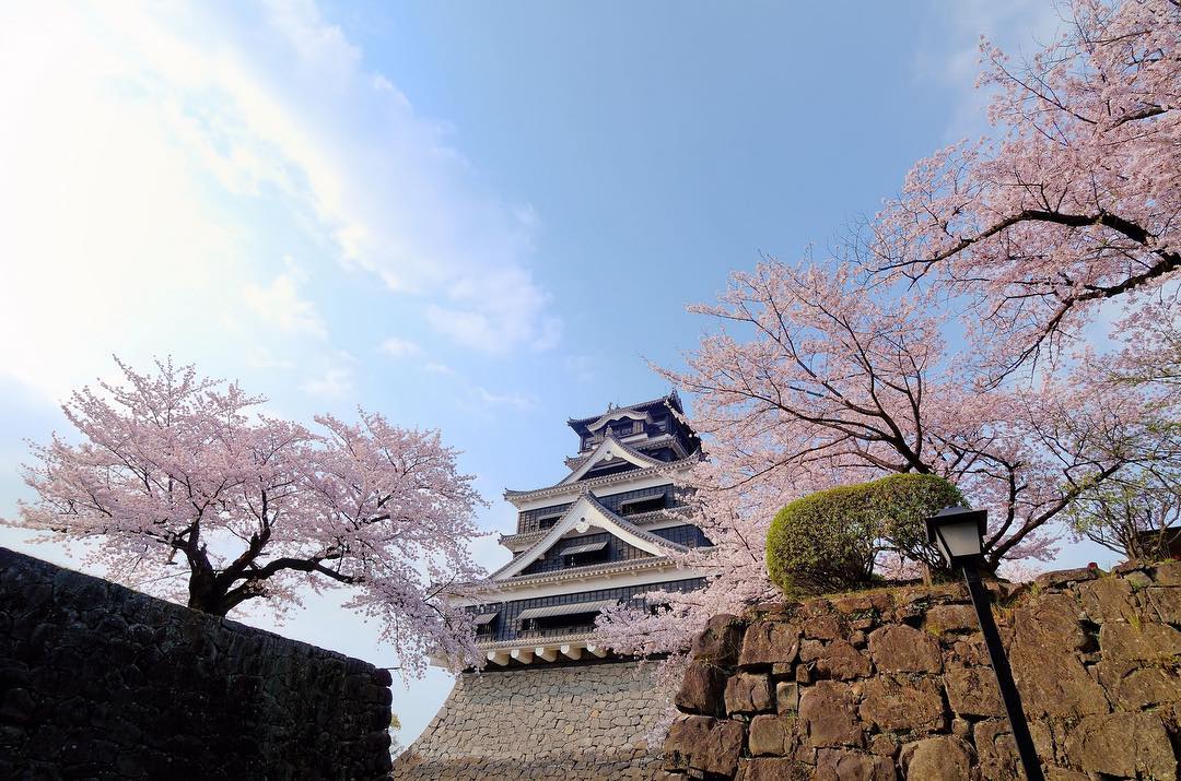 熊本城與櫻花｜北九州景點 北九州行程 熊本景點 熊本一日遊 熊本行程 熊本必玩 熊本必看 獨遊熊本 熊本城 Kumamoto Castle 熊本城關閉 熊本城開放
