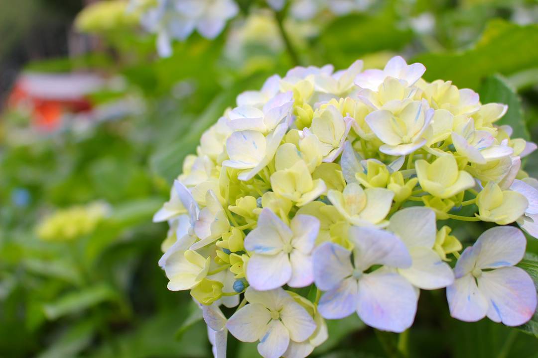 三室戶寺 繡球花 紫陽花