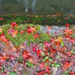 若王子 銀閣寺 銀閣寺道站 哲學之道紅葉 哲學之道 紅葉 哲学の道紅葉 哲学の道 紅葉 京都紅葉2019 京都楓葉2019 京都紅葉景點2019 京都紅葉 景點2019 京都賞楓2019 京都賞楓 景點2019 京都賞楓景點2019 京都夜楓2019 京都夜楓景點2019 京都紅葉 京都楓葉 京都紅葉景點 京都紅葉 景點 京都賞楓 京都賞楓 景點 京都賞楓景點 京都夜楓 京都夜楓景點