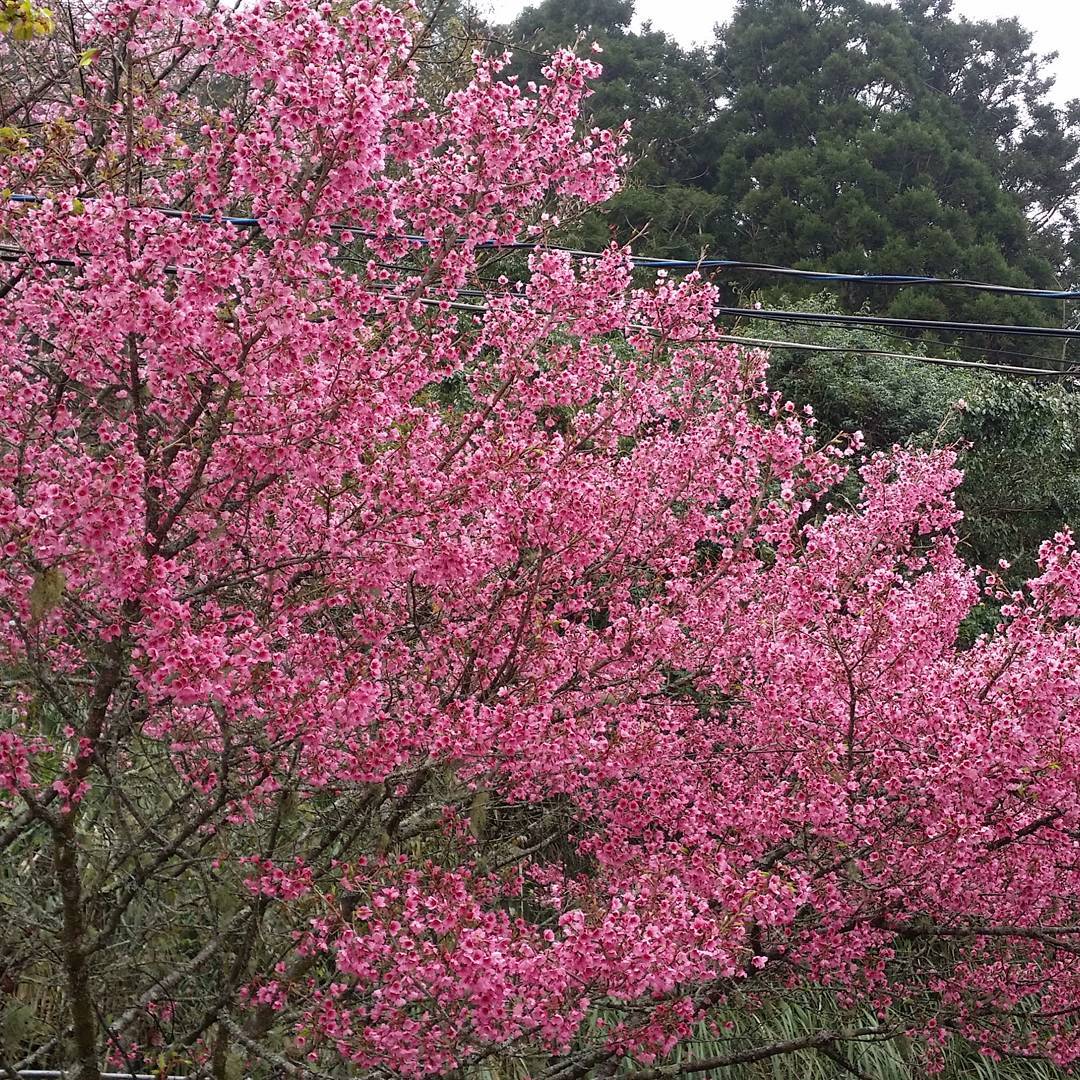 台灣櫻花