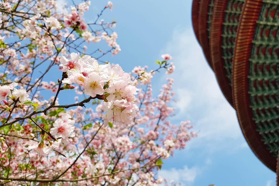 台北櫻花