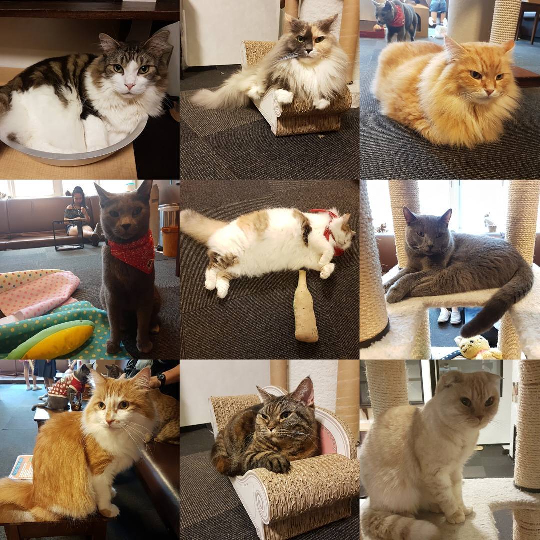 貓奴必訪!東京貓CAFÉ四選!猫カフェきゃりこ