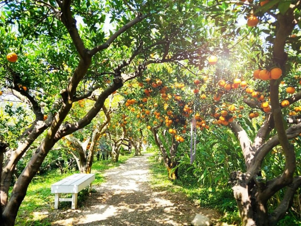 苗栗景點 苗栗打卡 苗栗網美照 橙香森林 台版濟州島 摘橘子 摘橙 橙香隧道 兔子迷宮 森林玻璃屋