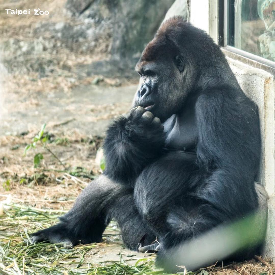台北必去!十大人氣親子景點(前篇) 臺北市立動物園