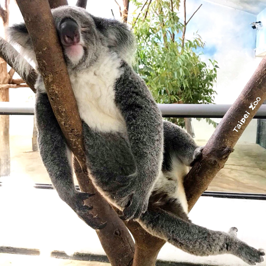台北必去!十大人氣親子景點(前篇) 臺北市立動物園