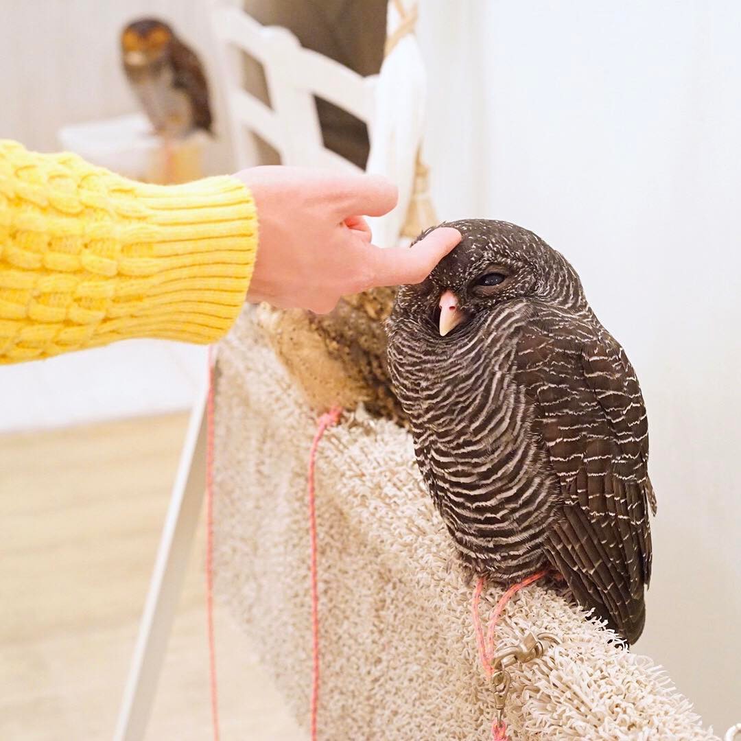 讓毛小孩治癒你吧!萌到犯規!東京動物 Café 八選!(後篇) アキバフクロウ(秋葉原FUKUROU)