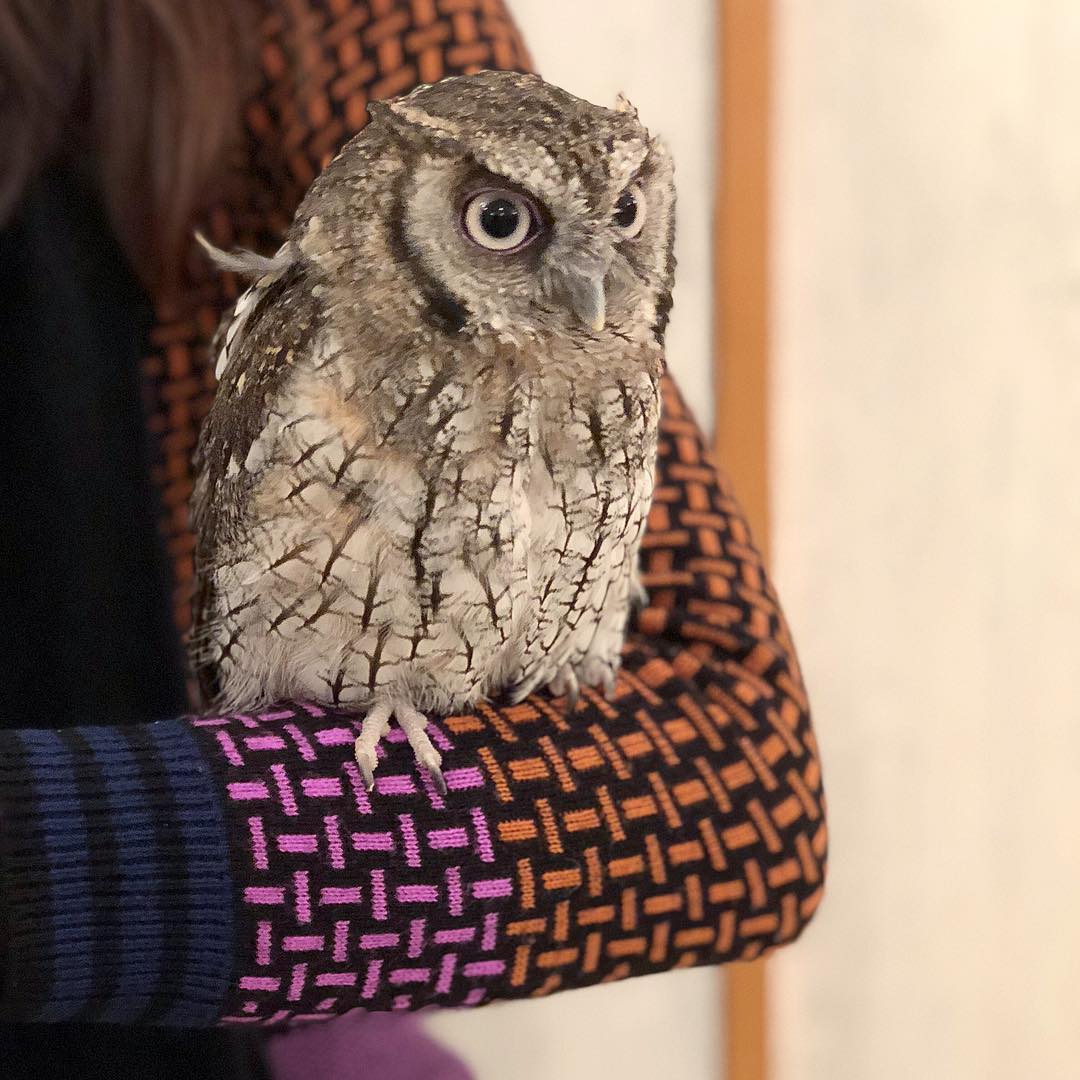 讓毛小孩治癒你吧!萌到犯規!東京動物 Café 八選!(後篇) アキバフクロウ(秋葉原FUKUROU)