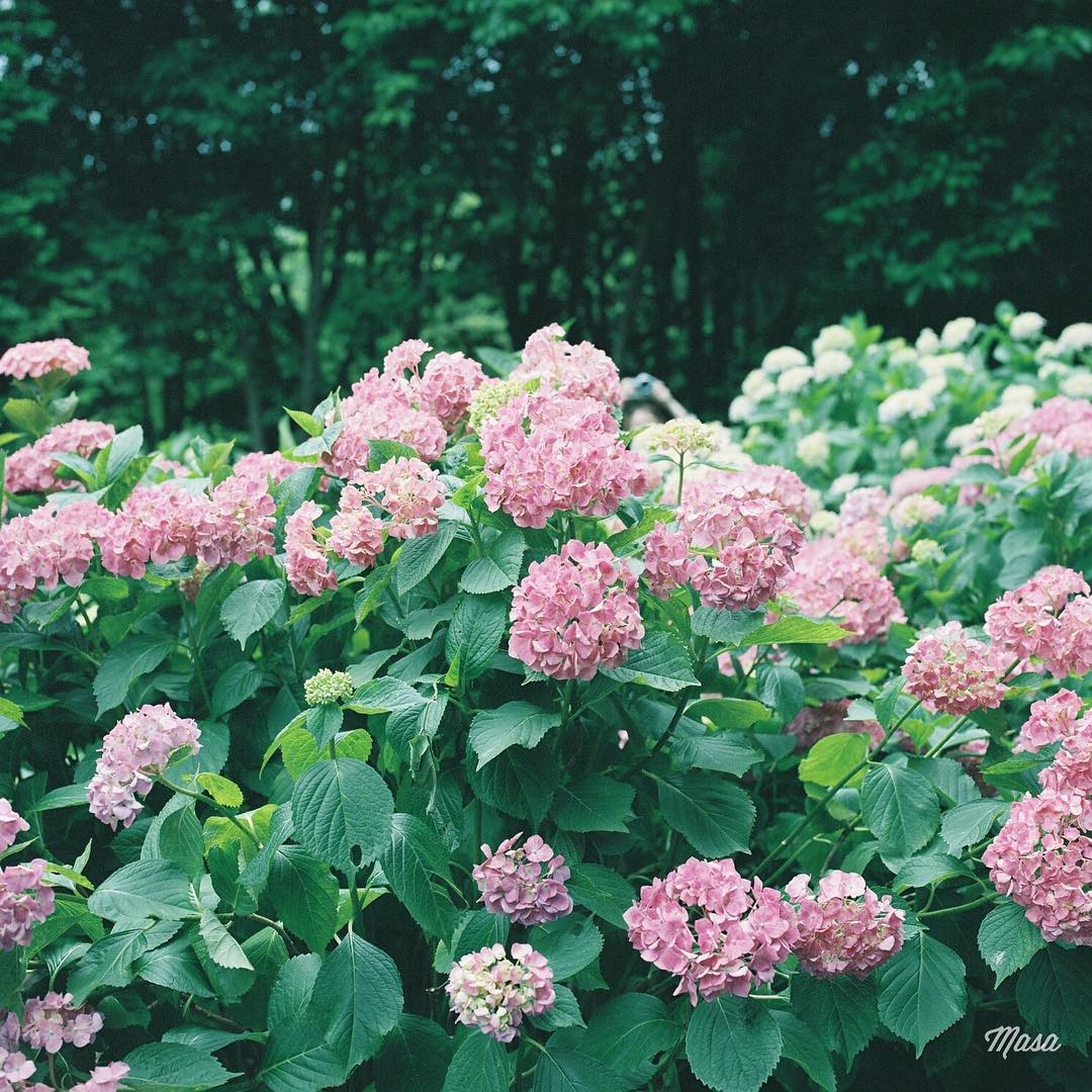 萬博紀念公園