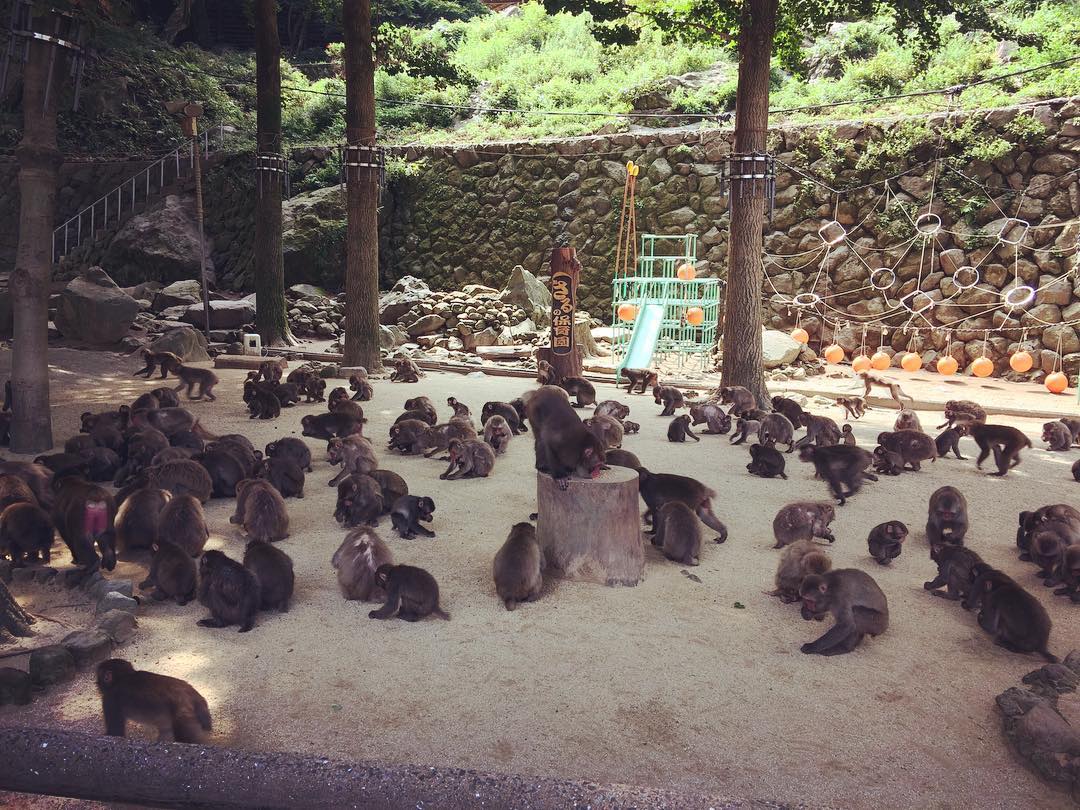 九州必去！別府溫泉十大必玩必食(前篇)高崎山自然動物園