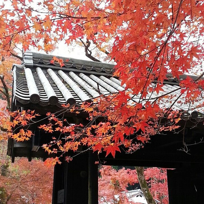 秋月城址 秋月城址の紅葉 秋月城址紅葉 秋月城跡紅葉2019 秋月城跡紅葉 2019 秋月城跡 紅葉 2019 福岡 紅葉 景點 2019 福岡紅葉景點 2019 福岡 紅葉景點 2019 福岡紅葉 2019 福岡紅葉2019 福岡 紅葉 福岡紅葉 2019 福岡紅葉2019 福岡賞楓 2019 福岡賞楓2019 福岡賞楓景點 2019 福岡賞楓景點2019 福岡夜楓 2019 福岡夜楓2019 福岡夜楓景點2019 福岡夜楓景點 2019 九州紅葉 2019 九州紅葉2019 九州紅葉 景點 2019 九州紅葉景點 2019 九州紅葉景點2019 九州賞楓 2019 九州賞楓2019 九州賞楓景點 2019 九州賞楓景點2019 九州賞楓 景點 2019 九州夜楓2019 九州夜楓 2019 九州夜楓景點2019 九州夜楓景點 2019 九州夜楓 景點 2019 九州楓葉2019 九州楓葉 2019 九州楓葉景點2019 九州楓葉景點 2019 九州 紅葉祭 2019 九州景點 九州必去 九州必看 九州自由行 九州行程 九州自由行行程推薦 九州自由行行程推介 九州自由行行程