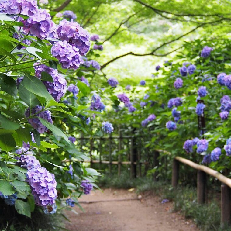 矢田寺 奈良紫陽花