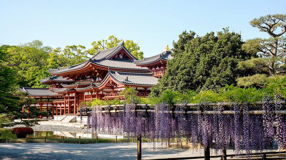京都 紫藤花 紫藤花2019