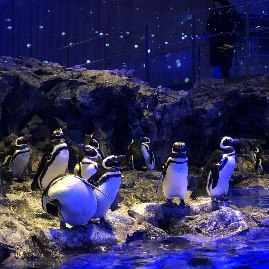 東京Skytree墨田水族館 企鵝