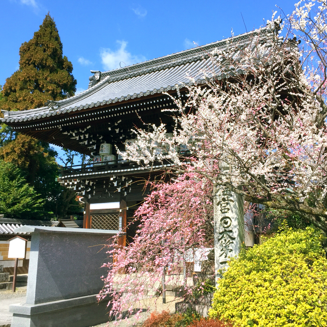 2019 京都10大賞梅名所　城南宮
