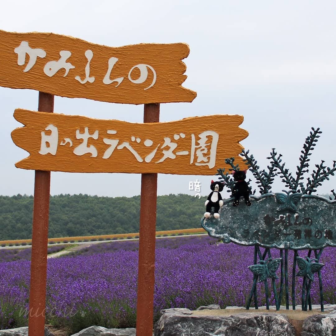日出公園 日の出ラベンダー園