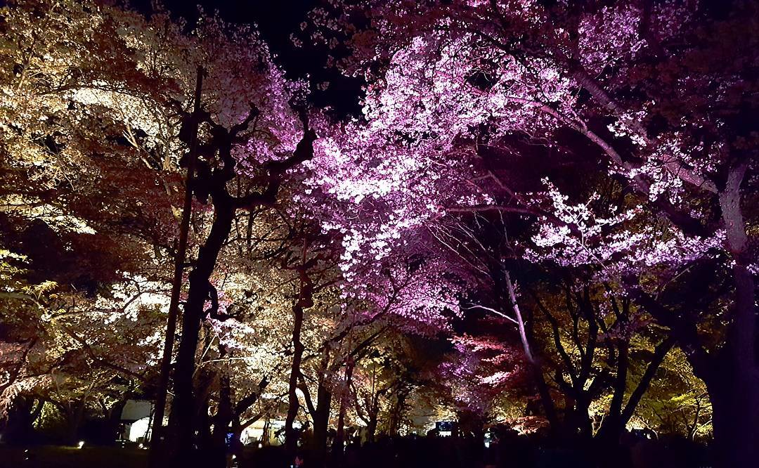 櫻花幾時開 2019