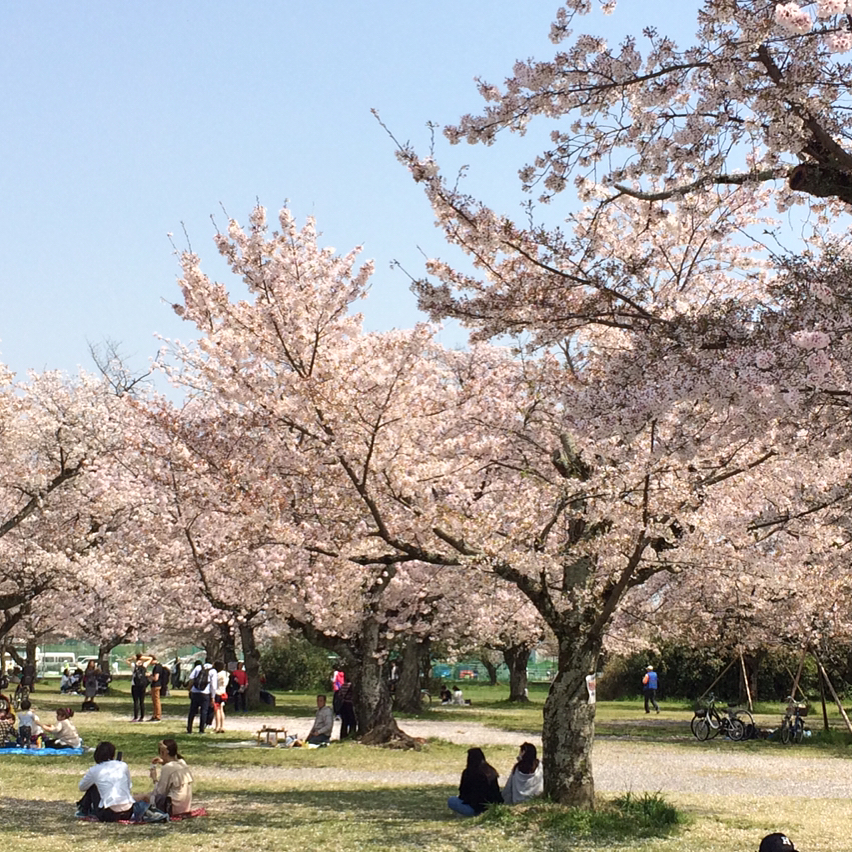 京都 櫻花景點 二条城