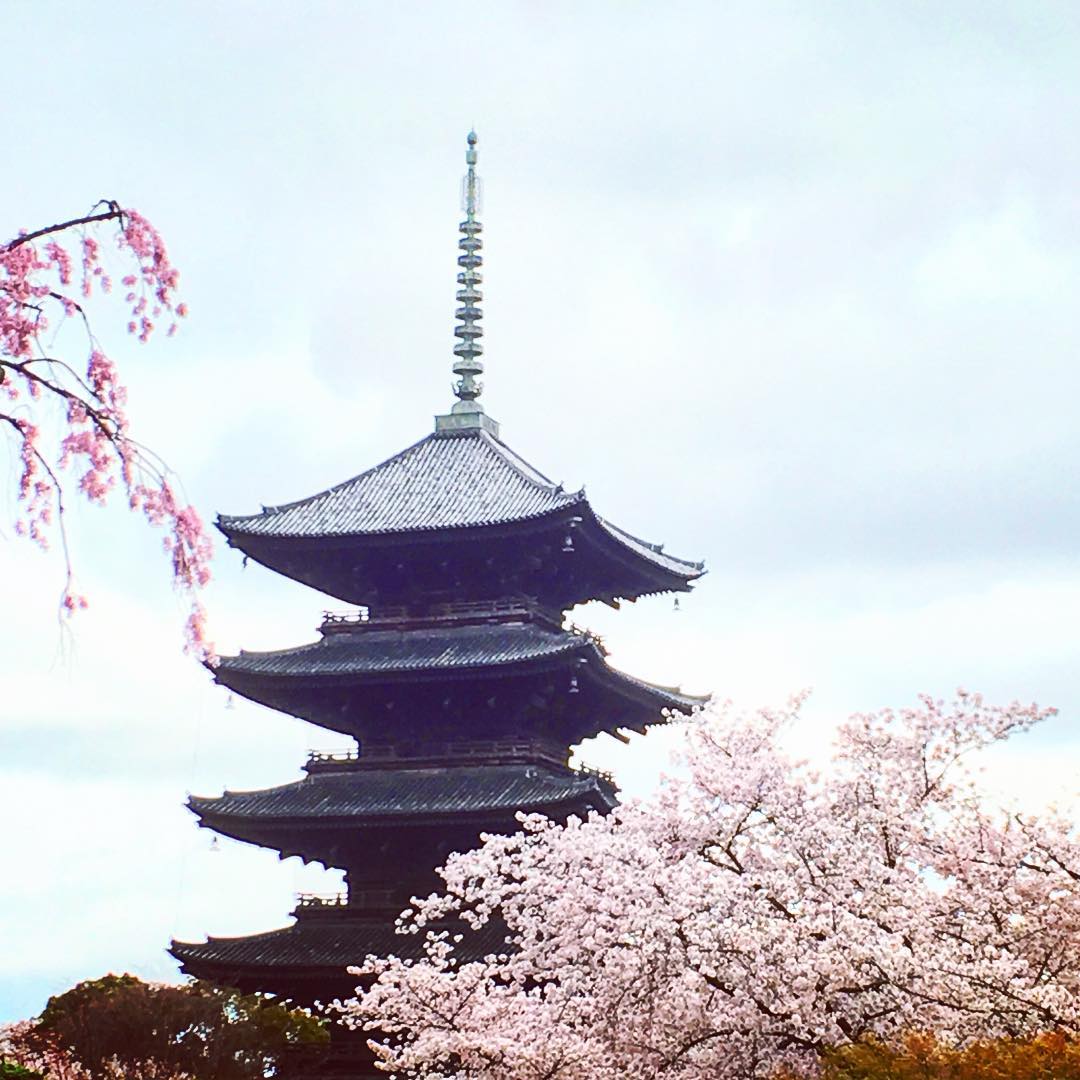 京都 櫻花景點 2019