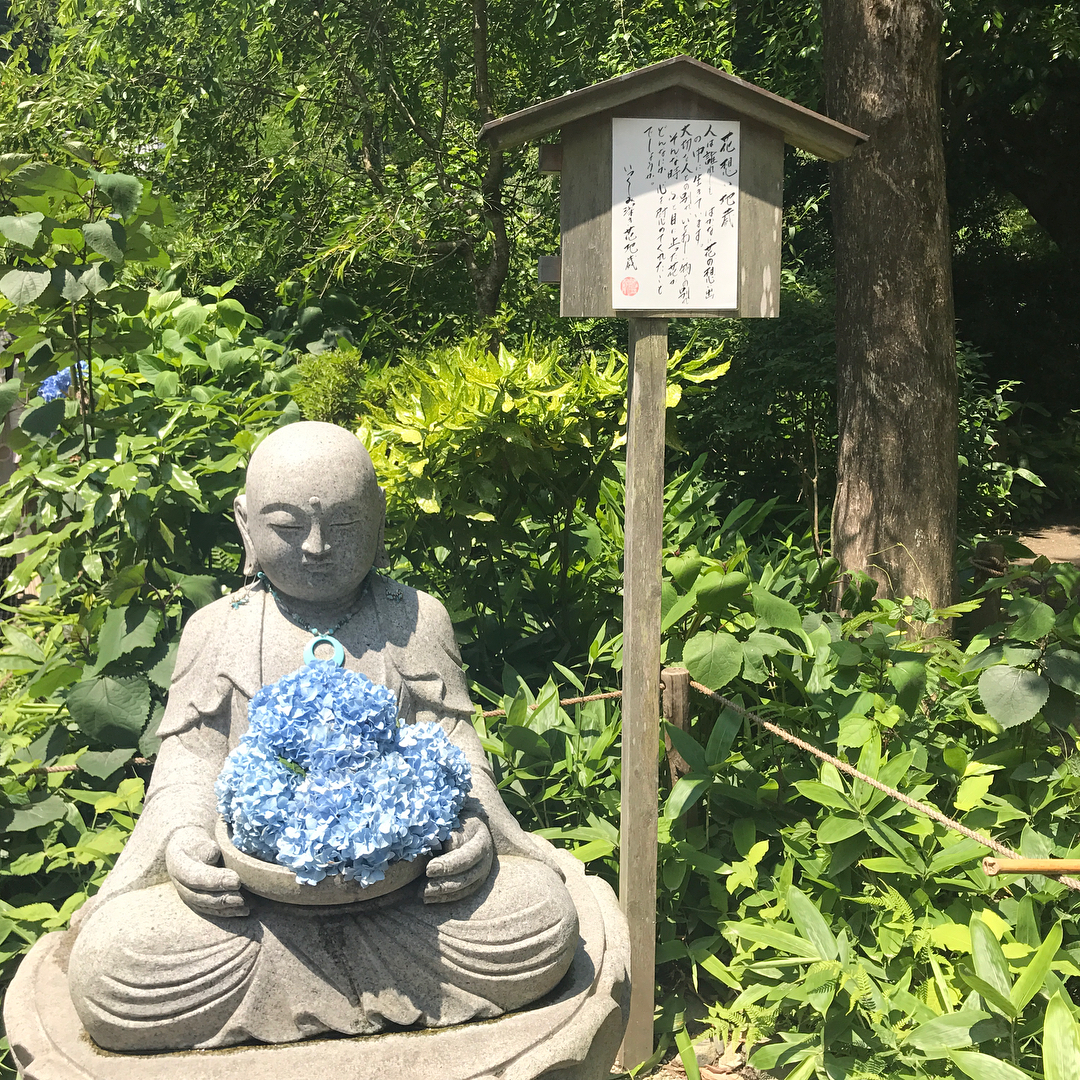 紫陽花 日文 東京 明月院