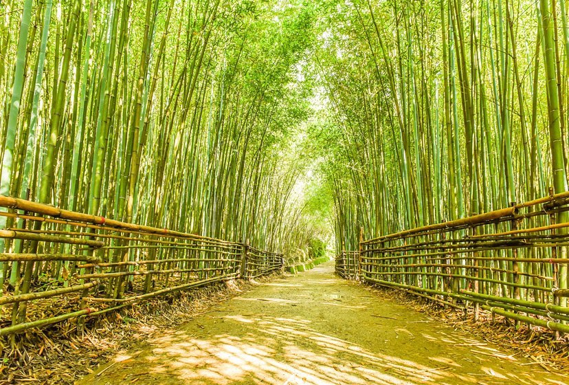 台灣秘境 台灣風景 台灣美景 台灣景點 台灣最美的風景
苗栗景點 泰安景點 烏嘎彥竹林 苗栗竹林