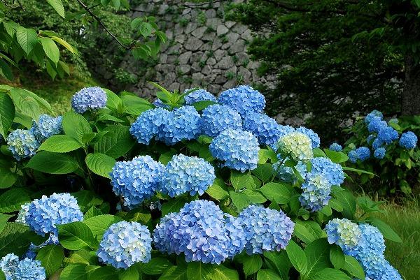 日本 紫陽花 舞鶴公園