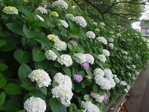 日本 繡球花 九州紫陽花

