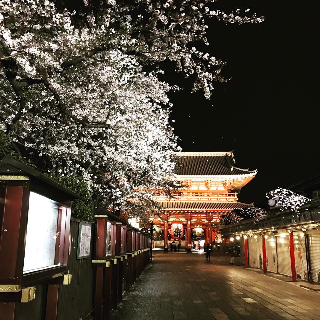 穿和服看櫻花！漫步淺草一日遊 淺草寺
