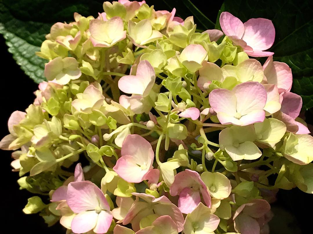 6月 紫陽花