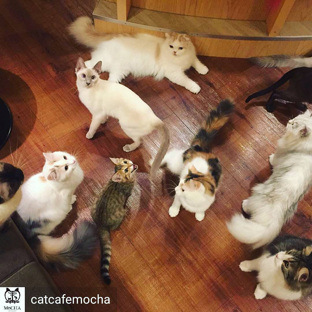 讓毛小孩治癒你吧!萌到犯規!東京動物 Café 八選!(前篇) 猫カフェ MOCHA