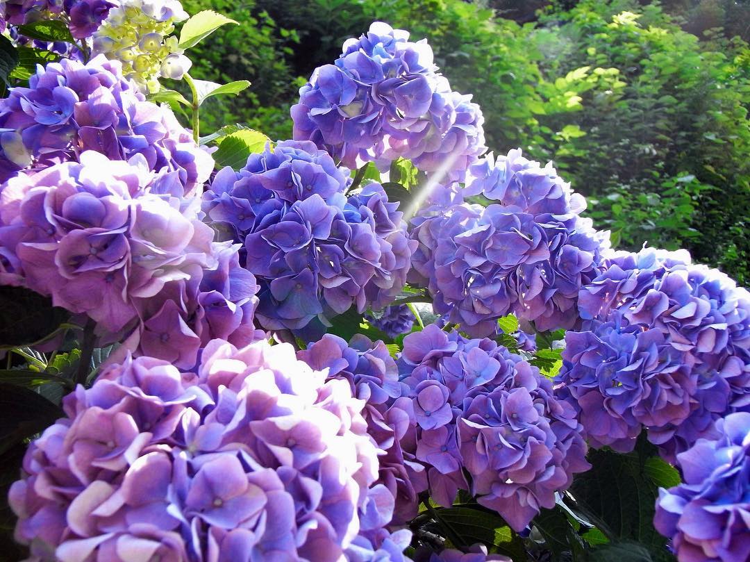 東京 鎌倉 紫陽花